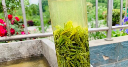 2026年信阳毛尖大山口粮茶250g