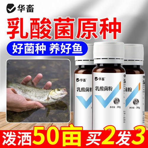 华畜乳酸菌粉水产养殖用益生菌