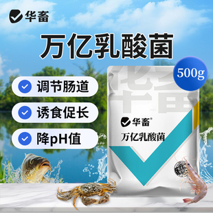 华畜万亿乳酸菌浓缩粉发酵水产养殖专用复合芽孢杆菌益生菌原种液