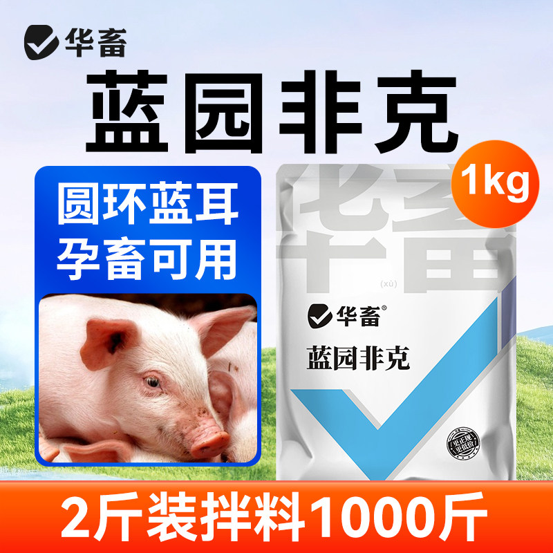 华畜猪圆环蓝耳病毒皮炎疙瘩眼脸水肿链球菌皮肤发红肛门发青流产