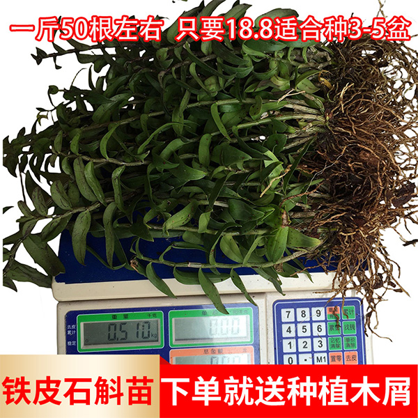 正宗红杆铁皮石斛苗枫斗花卉绿植