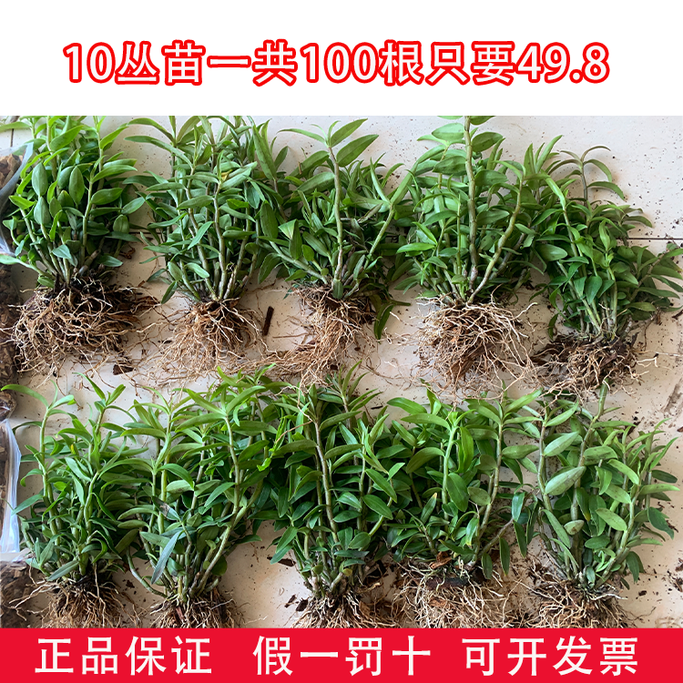 可食用铁皮石斛苗5一7月花季正宗雁荡山石斛枫斗新鲜花苗驯化苗