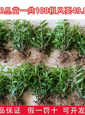 可食用铁皮石斛苗5一7月花季正宗雁荡山石斛枫斗新鲜花苗驯化苗