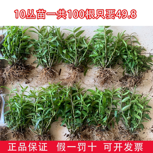 可食用红杆铁皮石斛苗