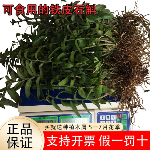 可食用正宗红杆铁皮石斛苗