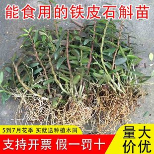 正宗雁荡山红杆铁皮石斛苗可食用枫斗苗盆栽驯化苗兰花苗石斛种苗