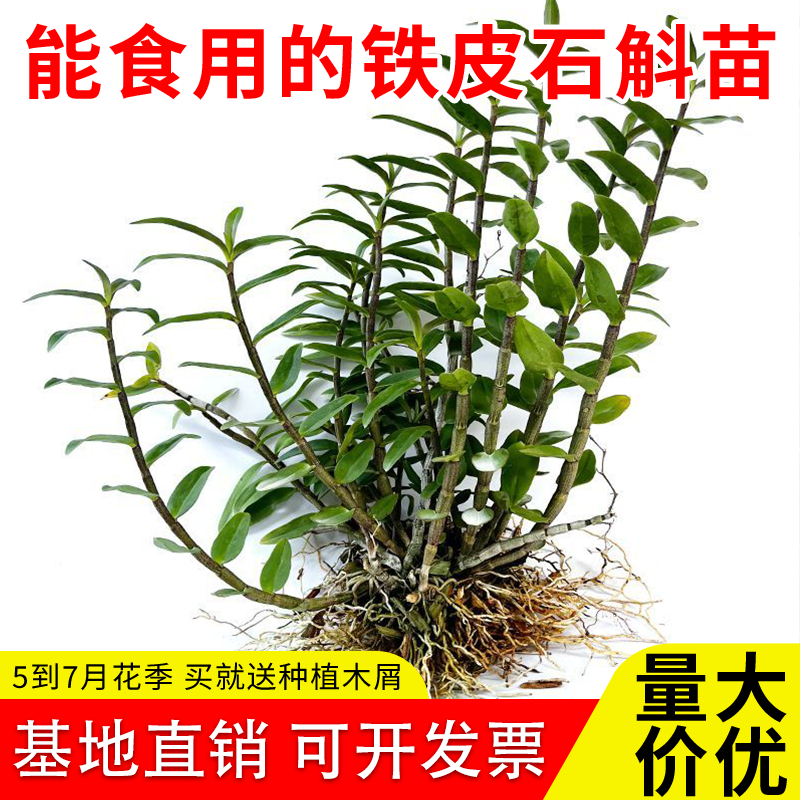 5一7月花季可食用红杆铁皮石斛苗正宗雁荡山铁皮苗新鲜绿植可盆栽