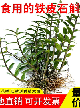 5一7月花季可食用红杆铁皮石斛苗正宗雁荡山铁皮苗新鲜绿植可盆栽
