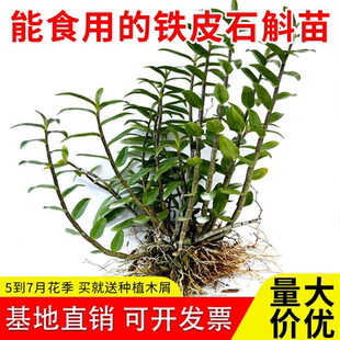5一7月花季可食用红杆铁皮石斛苗正宗雁荡山铁皮苗新鲜绿植可盆栽