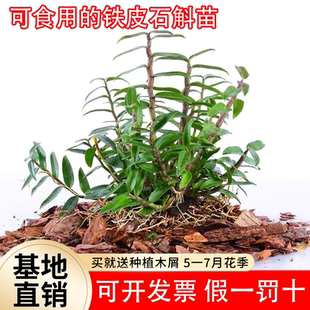 可食用铁皮石斛苗5一7月花季正宗雁荡山红杆新鲜绿植花卉盆栽