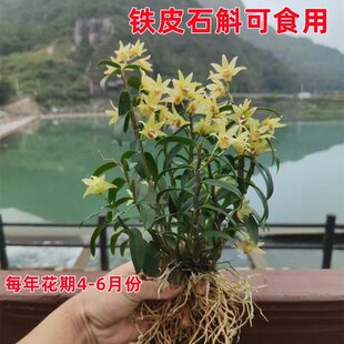 可食用铁皮石斛苗正宗雁荡山红杆石斛盆栽枫斗新鲜绿植花卉