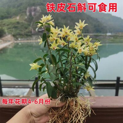 可食用铁皮石斛苗盆栽易养护