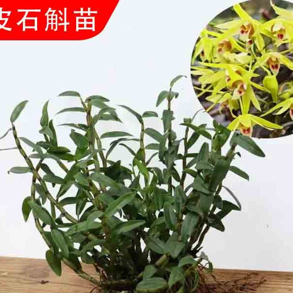 正宗雁荡山红杆铁皮石斛苗