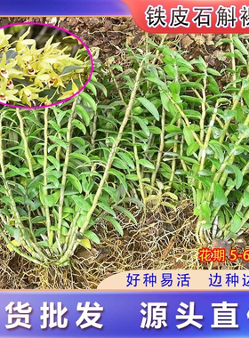 可食用铁皮石斛苗盆栽5一7月开花发芽正宗红杆铁皮枫斗苗新鲜花苗