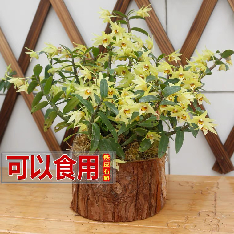 木桩石斛苗正宗雁荡山红杆铁皮石斛苗可食用枫斗新鲜条种植苗盆栽