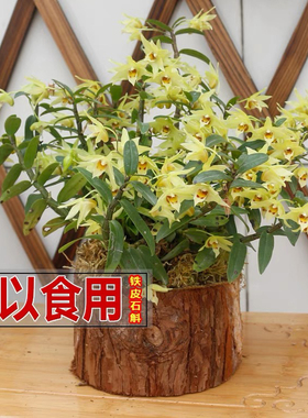 木桩石斛苗正宗雁荡山红杆铁皮石斛苗可食用枫斗新鲜条种植苗盆栽
