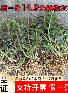 正宗红杆铁皮石斛苗可食用枫斗苗盆栽驯化苗兰花苗石斛种苗