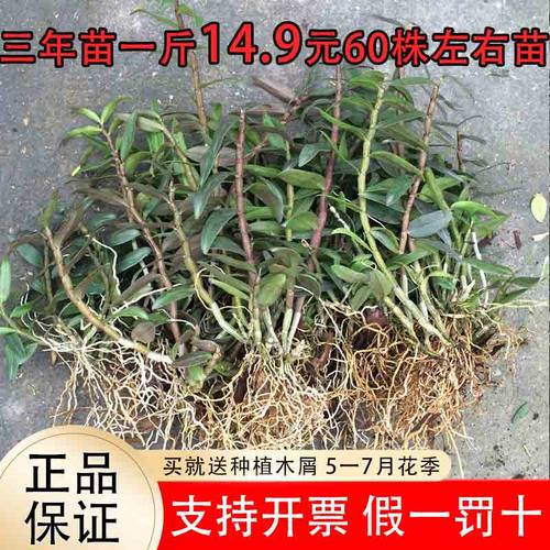 红杆铁皮石斛苗可食用枫斗苗