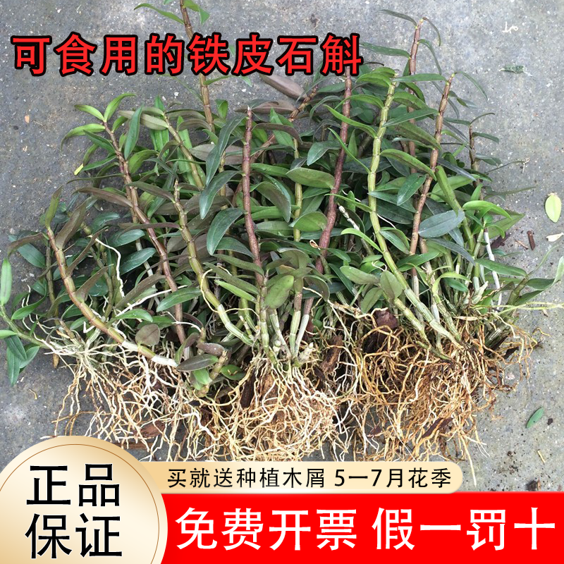 可食用铁皮石斛苗5一7月花季