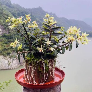 木桩铁皮石斛苗5一7月花季正宗雁荡山红杆石斛老桩种好原盆盆栽