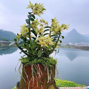 木桩石斛苗正宗雁荡山红杆铁皮石斛苗可食用枫斗新鲜条种植苗盆栽