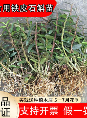 正宗雁荡山红杆铁皮石斛苗可食用枫斗新鲜鲜条盆栽室内种植易活