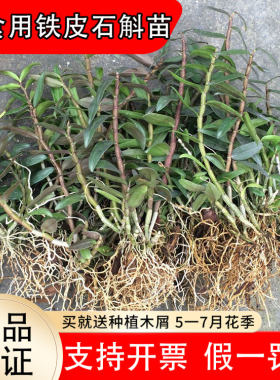正宗雁荡山红杆可食用铁皮石斛苗