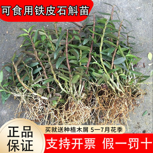 正宗雁荡山红杆铁皮石斛苗可食用枫斗新鲜鲜条盆栽室内种植易活
