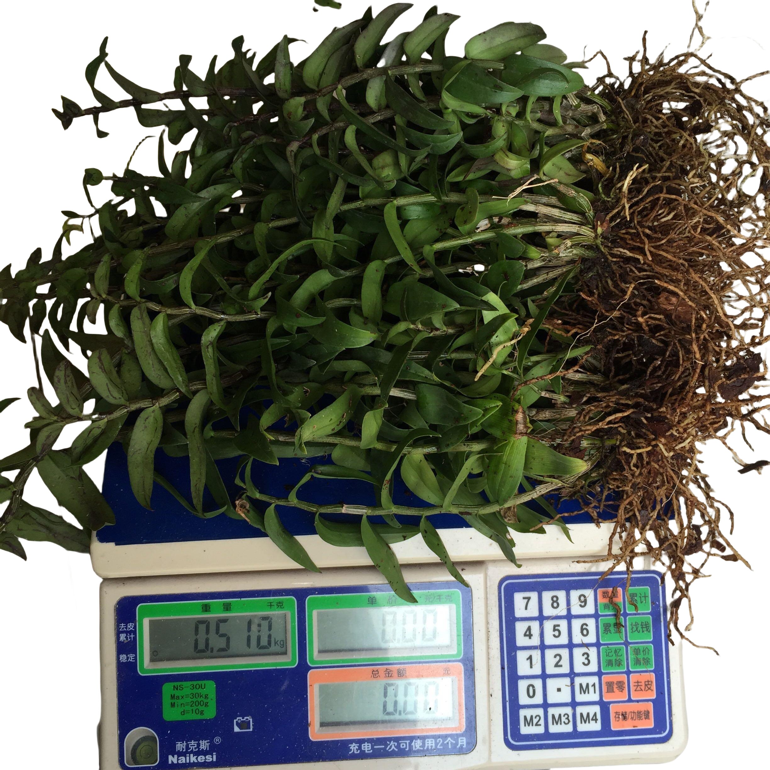 可食用正宗雁荡山铁皮石斛苗