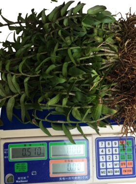 可食用铁皮石斛苗正宗红杆雁荡山石斛枫斗新鲜绿植花卉盆栽石斛苗