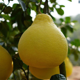 赣南特产斋婆柚南康甜柚白肉柚子当季新鲜水果正宗沙田柚2个4个装