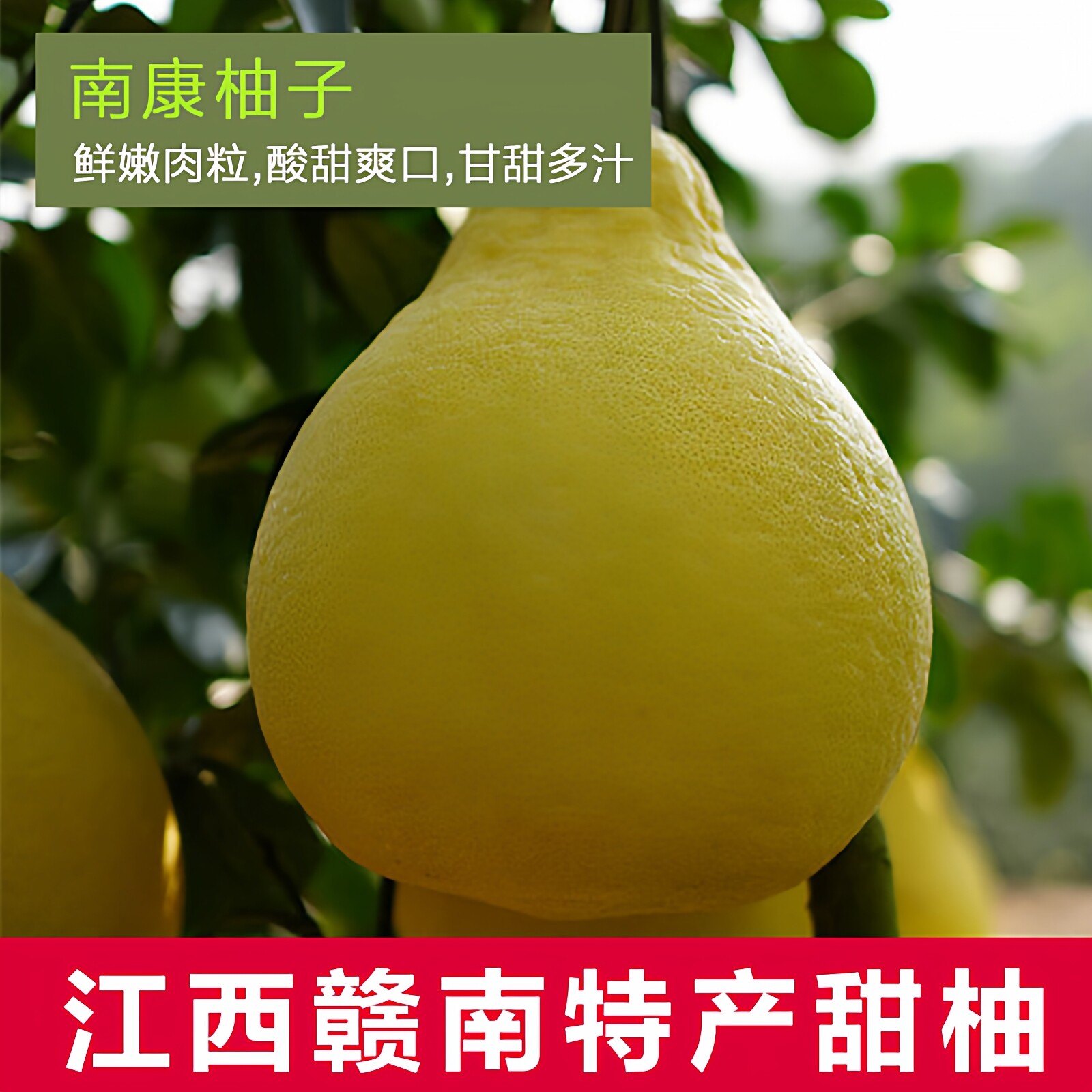 10斤20斤装南康甜柚斋婆柚赣南特产白肉柚子新鲜水果正宗沙田柚