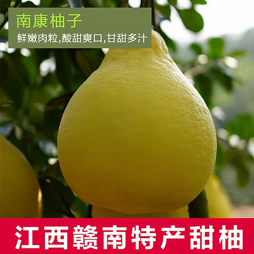 南康甜柚斋婆柚新鲜水果沙田柚