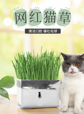 芭芭农场猫草种子猫零食催吐毛球化毛膏猫草水培种籽种植猫咪用品