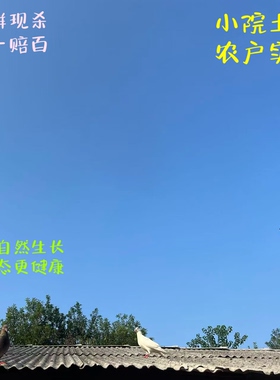 5年老鸽子土鸽子鸽子肉鸽子新鲜现杀鸽子肉乳鸽农家散养鸽子顺丰