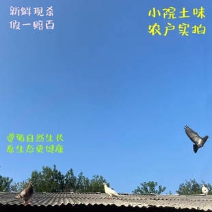5年老鸽子土鸽子鸽子肉鸽子新鲜现杀鸽子肉乳鸽农家散养鸽子顺丰