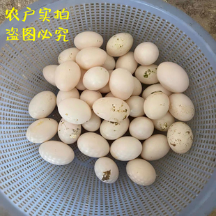 农家收购的鸽子蛋30枚新鲜散养土鸽蛋宝宝孕妇儿童信鸽蛋包邮