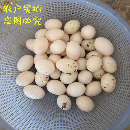 农家收购的鸽子蛋30枚新鲜散养土鸽蛋宝宝孕妇儿童信鸽蛋包邮