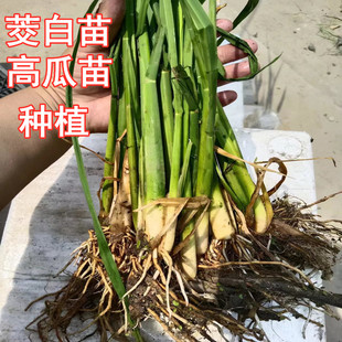 茭白种苗 高瓜根苗单季双季茭白苗茭瓜池塘种植根水生蔬菜植物茭