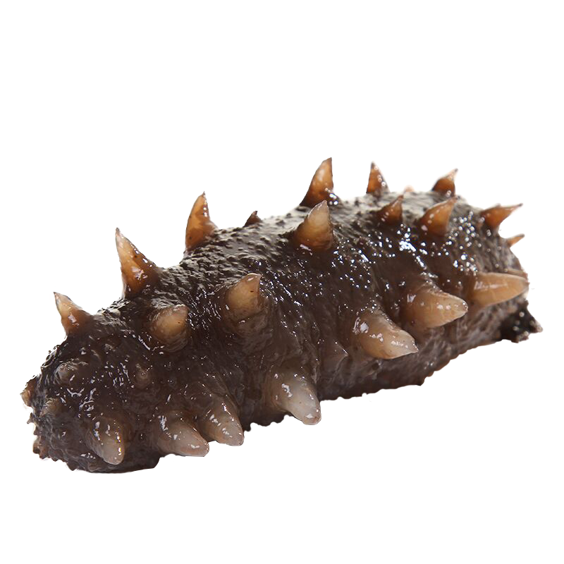 大连大火候500g特价刺刺刺参海