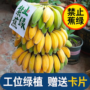 整串禁止蕉绿水培香蕉拒绝焦虑办公室芭蕉桌面静止焦绿小米蕉8斤