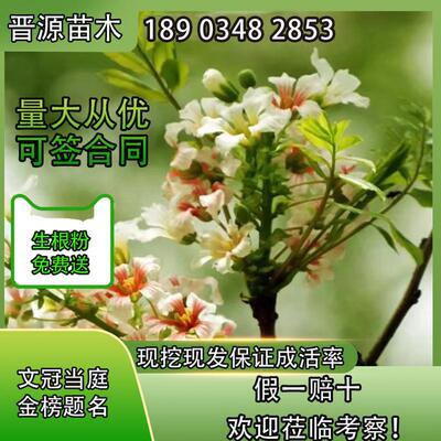 文冠果苗现挖现发包对版假一赔十