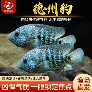 德州豹鱼绿巨人满天星德萨斯豹中大型热带观赏鱼慈鲷发财鱼宠物鱼