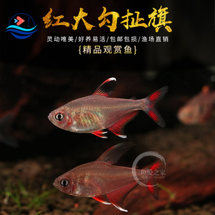 粉红大勾扯旗鱼红衣梦幻扯旗火焰旗热带南美造景小型观赏灯鱼活体