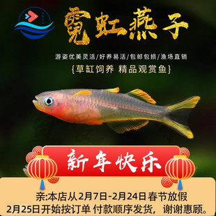 霓虹燕子灯鱼淡水草缸小型鱼热带鱼观赏鱼新手好养耐活宠物活体鱼
