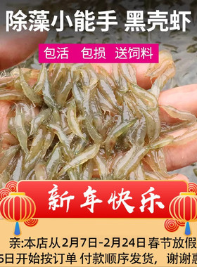 黑壳虾鱼缸除藻除丝藻虾大号草缸清洁垃圾工具观赏虾淡水极火活虾