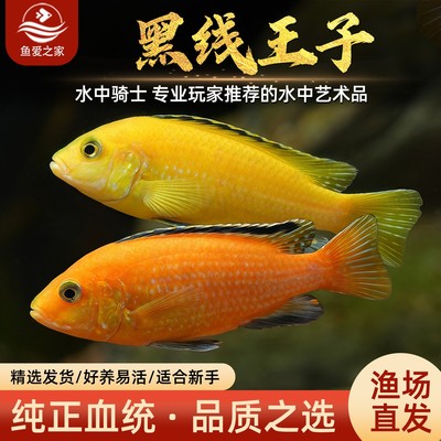 三湖慈鲷鱼黑线王子鱼活体