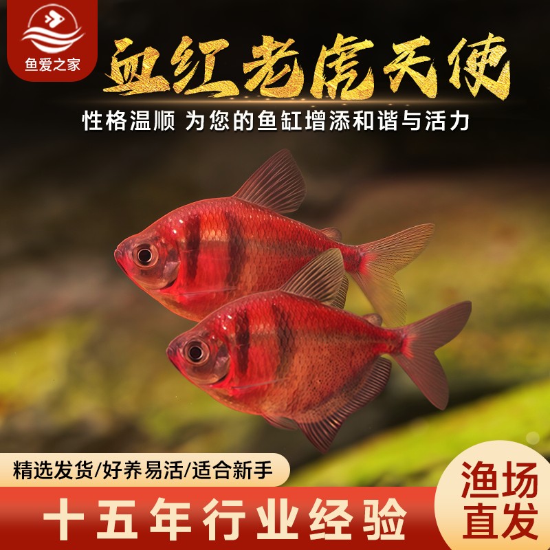 血红老虎天使天使鱼观赏鱼大号群游懒人小型淡水好养耐活热带鱼苗