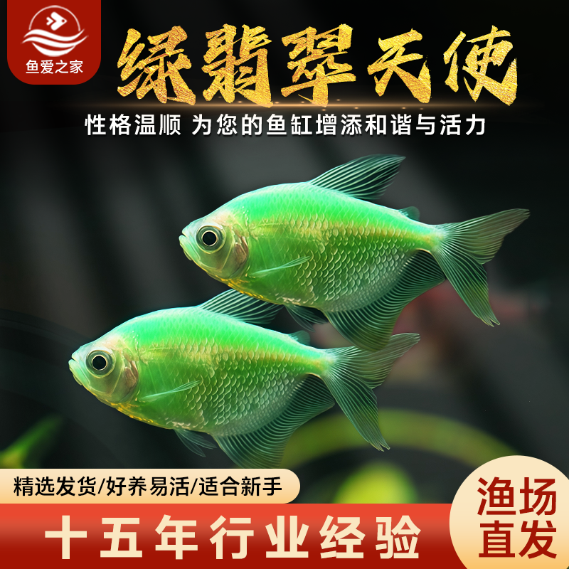 绿翡翠天使鱼观赏鱼小型鱼