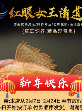 黄金红眼女王大帆清道夫热带淡水观赏鱼清洁垃圾除藻吃粪便工具鱼